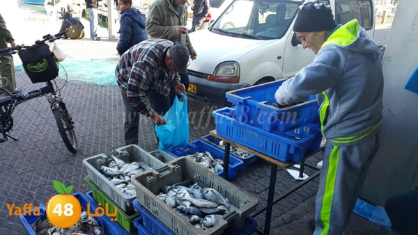 samak yaffa 3j53 (5).JPG